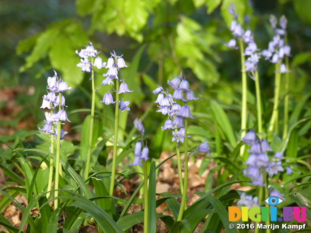 FZ028718 Bluebells in Heath Park